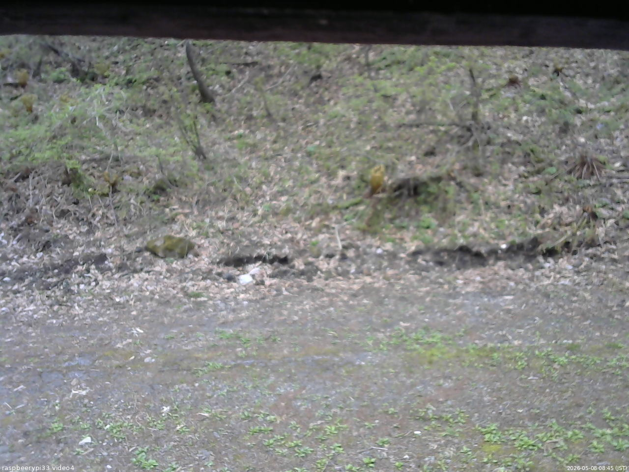 長野県菅平高原 ゆたか山荘 東側(坂下) 2026/05/08 08:45