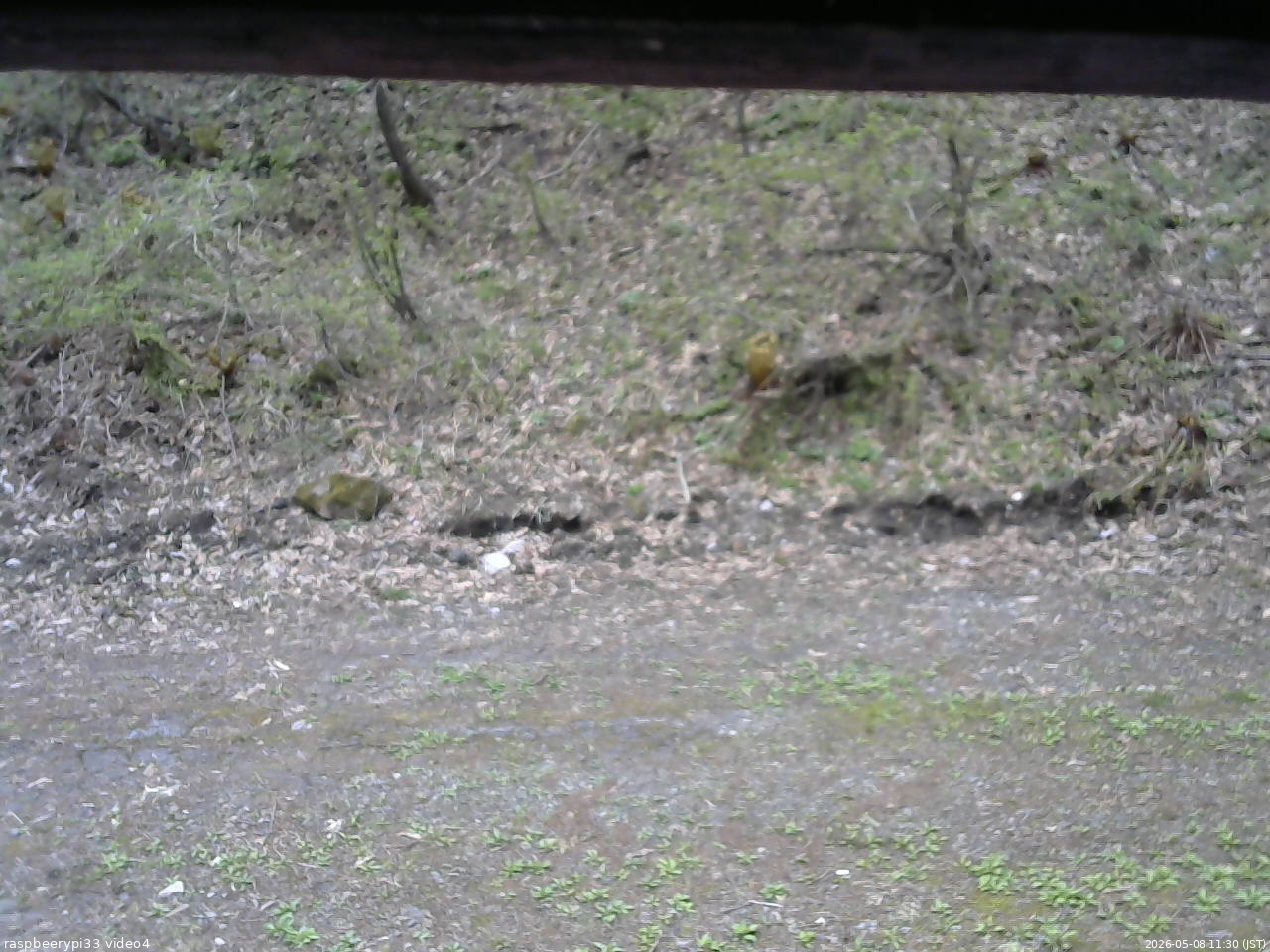 長野県菅平高原 ゆたか山荘 東側(坂下) 2026/05/08 11:30