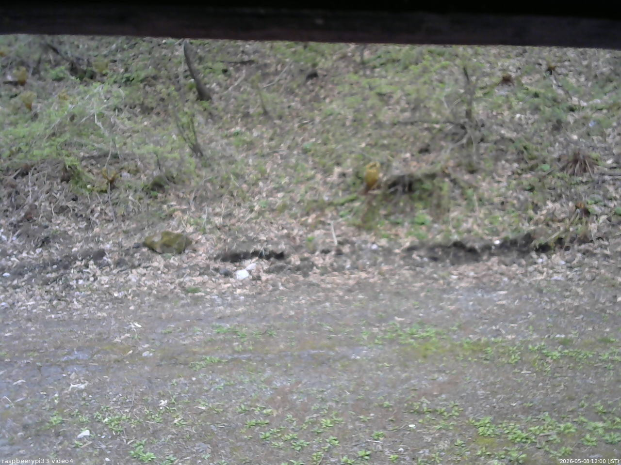長野県菅平高原 ゆたか山荘 東側(坂下) 2026/05/08 12:00