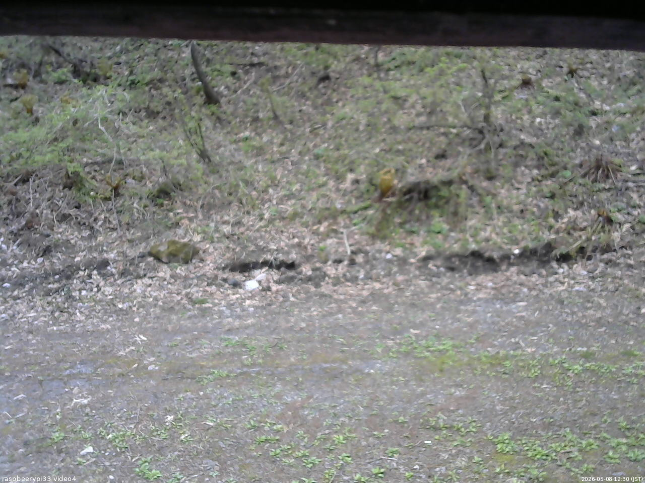 長野県菅平高原 ゆたか山荘 東側(坂下) 2026/05/08 12:30
