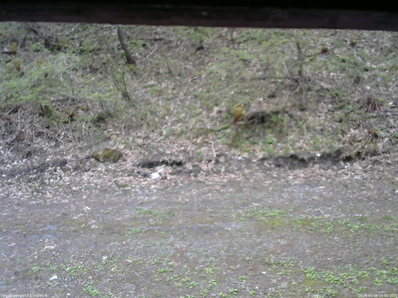 長野県菅平高原 ゆたか山荘 東側(坂下) 2026/05/08 14:00