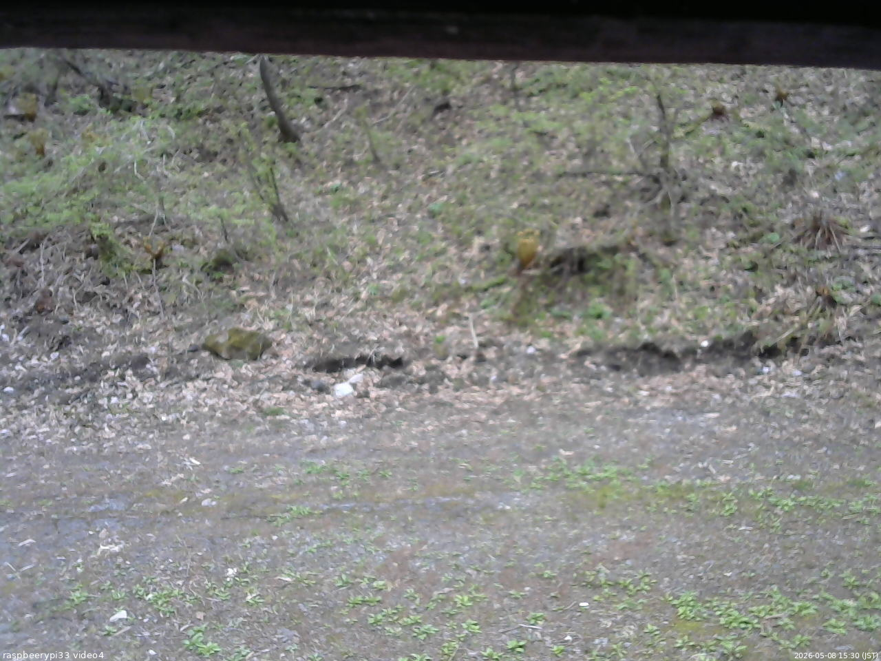 長野県菅平高原 ゆたか山荘 東側(坂下) 2026/05/08 15:30