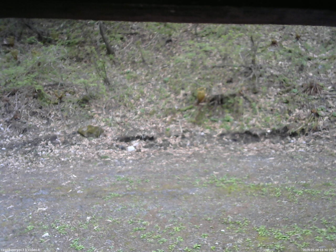 長野県菅平高原 ゆたか山荘 東側(坂下) 2026/05/08 16:30