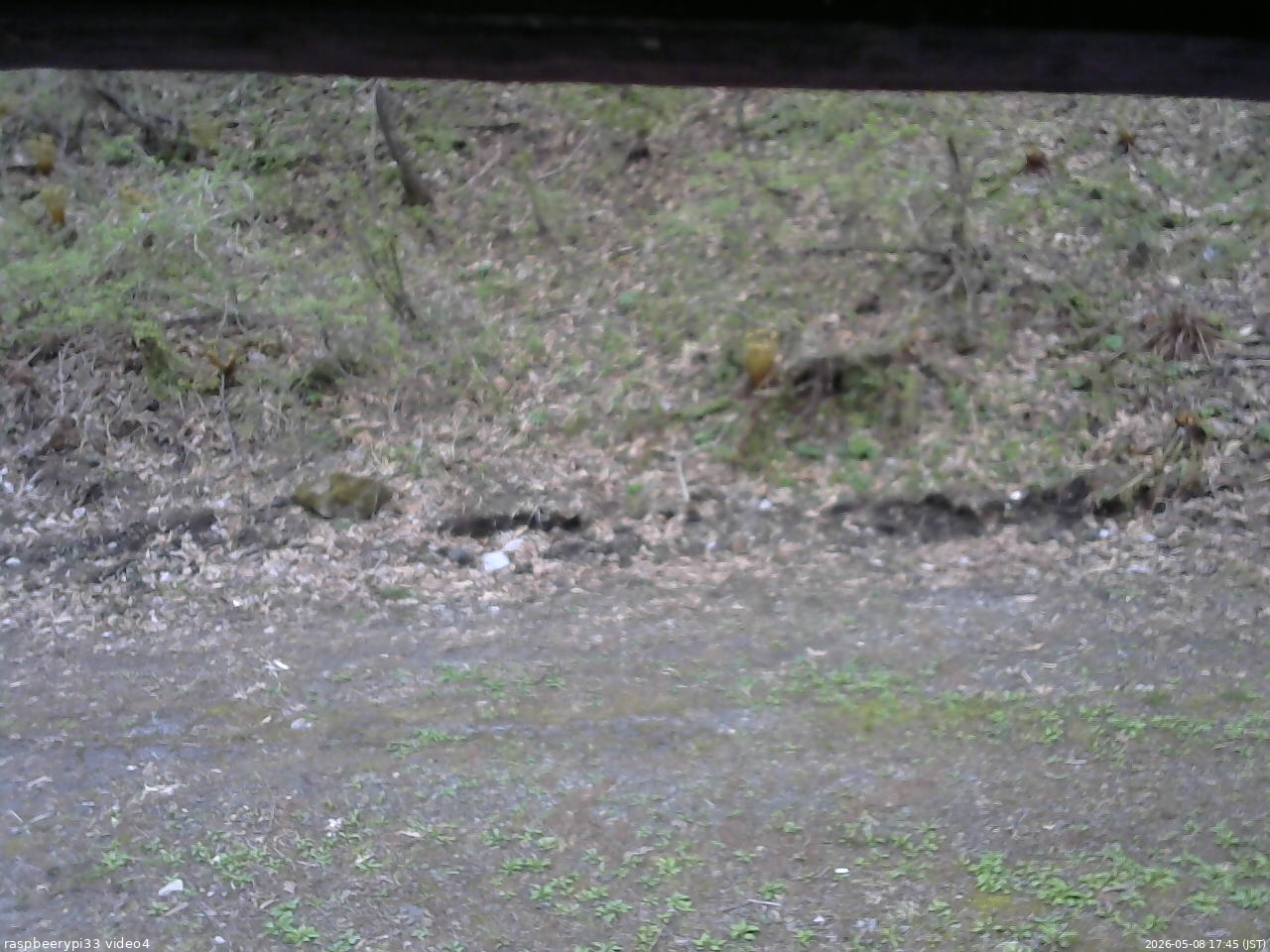 長野県菅平高原 ゆたか山荘 東側(坂下) 2026/05/08 17:45