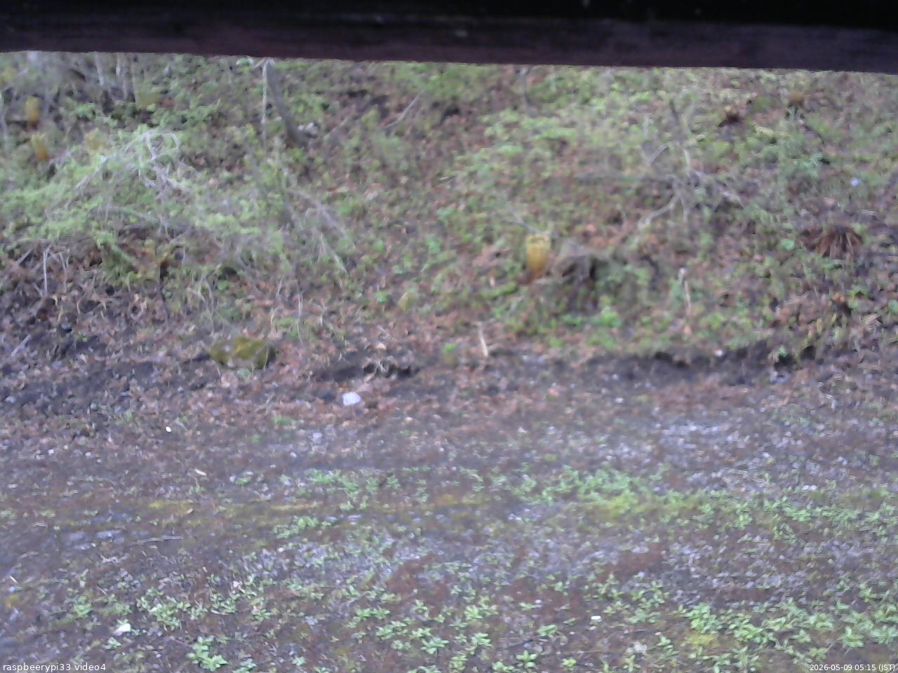 長野県菅平高原 ゆたか山荘 東側(坂下) 2026/05/09 05:15