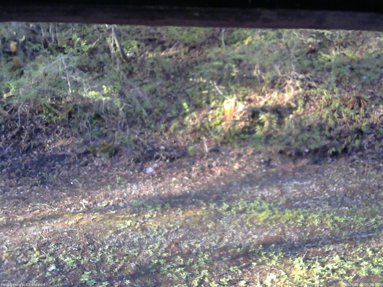 長野県菅平高原 ゆたか山荘 東側(坂下) 2026/05/09 05:30