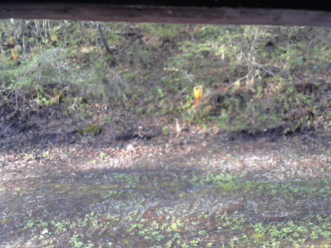長野県菅平高原 ゆたか山荘 東側(坂下) 2026/05/09 05:45