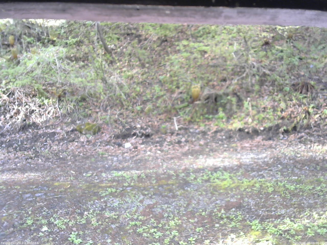 長野県菅平高原 ゆたか山荘 東側(坂下) 2026/05/09 06:30