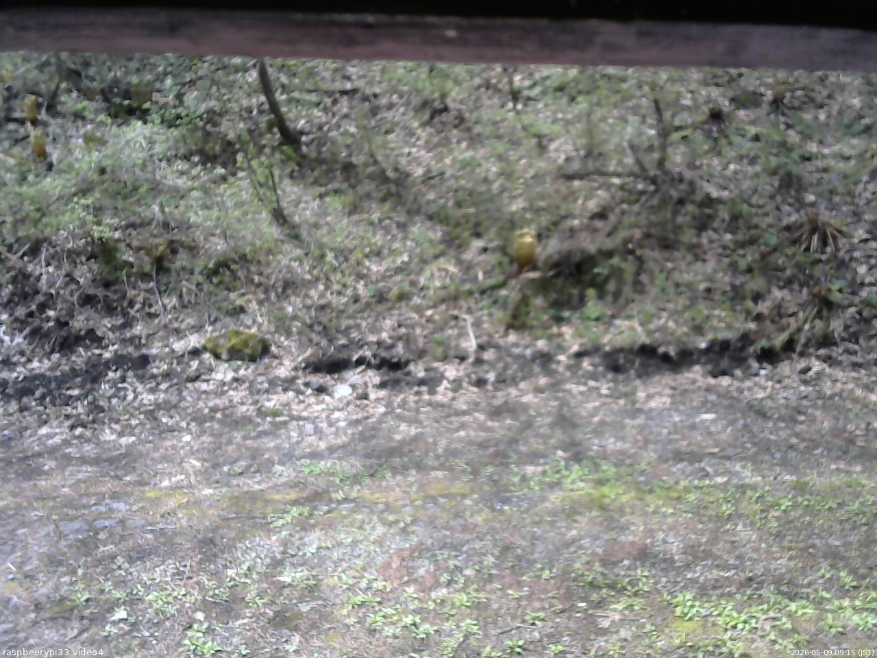 長野県菅平高原 ゆたか山荘 東側(坂下) 2026/05/09 09:15