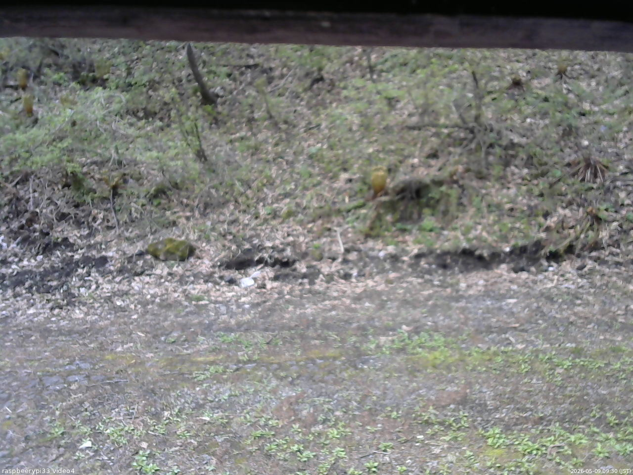 長野県菅平高原 ゆたか山荘 東側(坂下) 2026/05/09 09:30