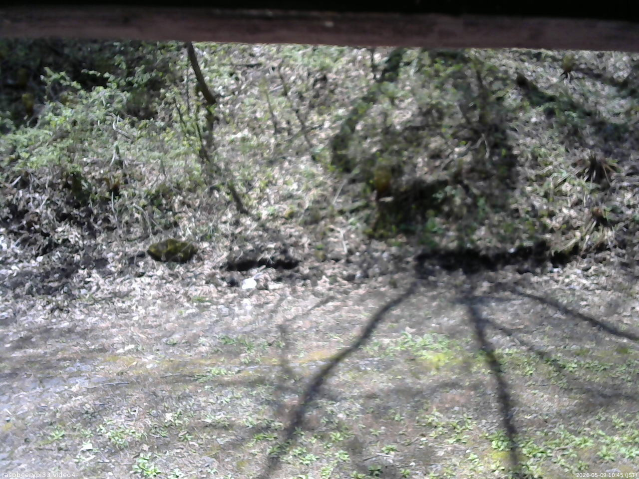 長野県菅平高原 ゆたか山荘 東側(坂下) 2026/05/09 10:45
