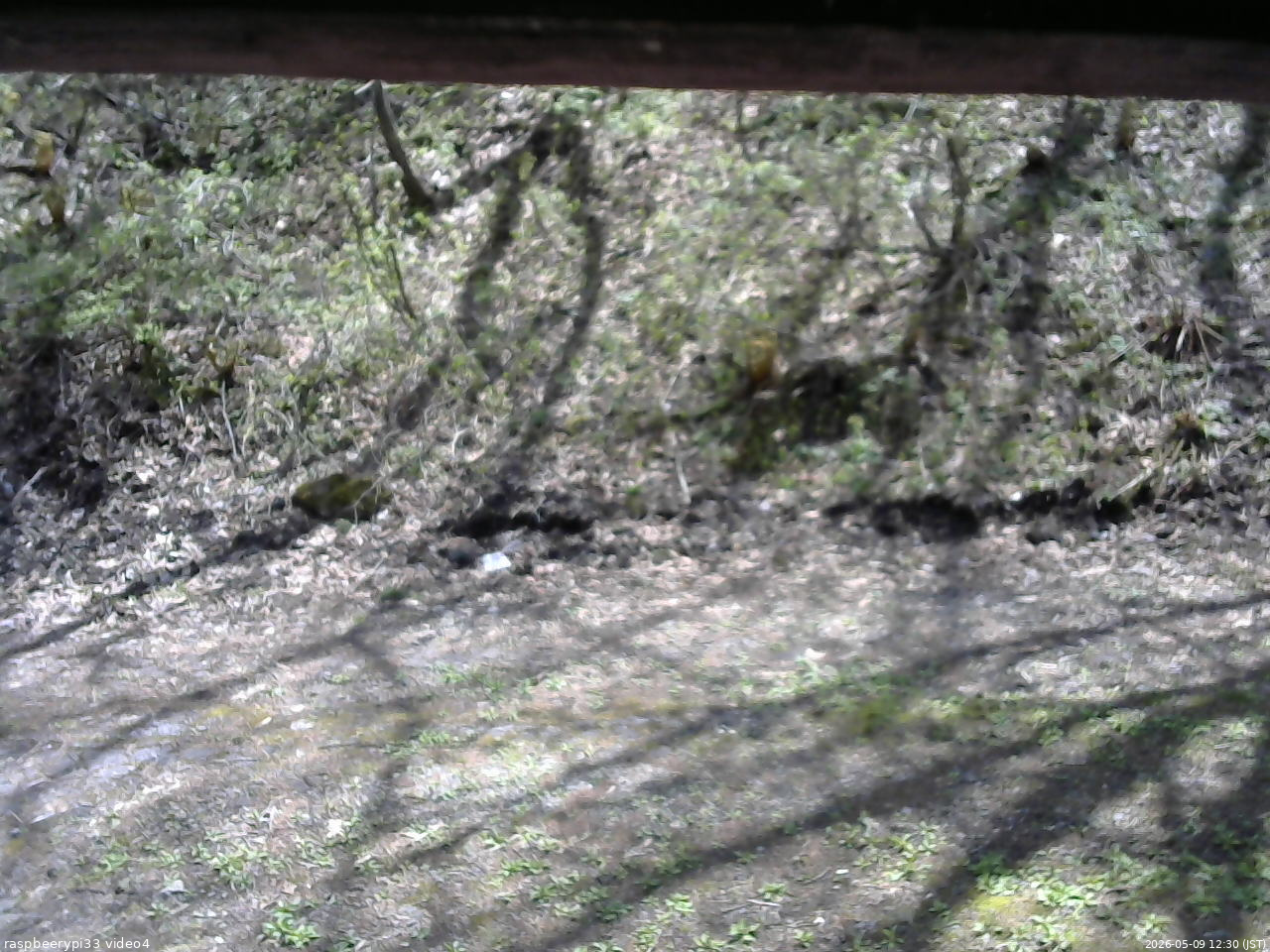 長野県菅平高原 ゆたか山荘 東側(坂下) 2026/05/09 12:30