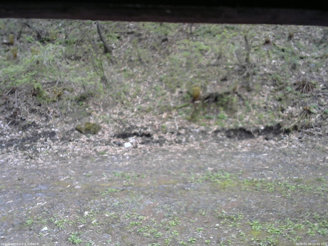 長野県菅平高原 ゆたか山荘 東側(坂下) 2026/05/09 13:45