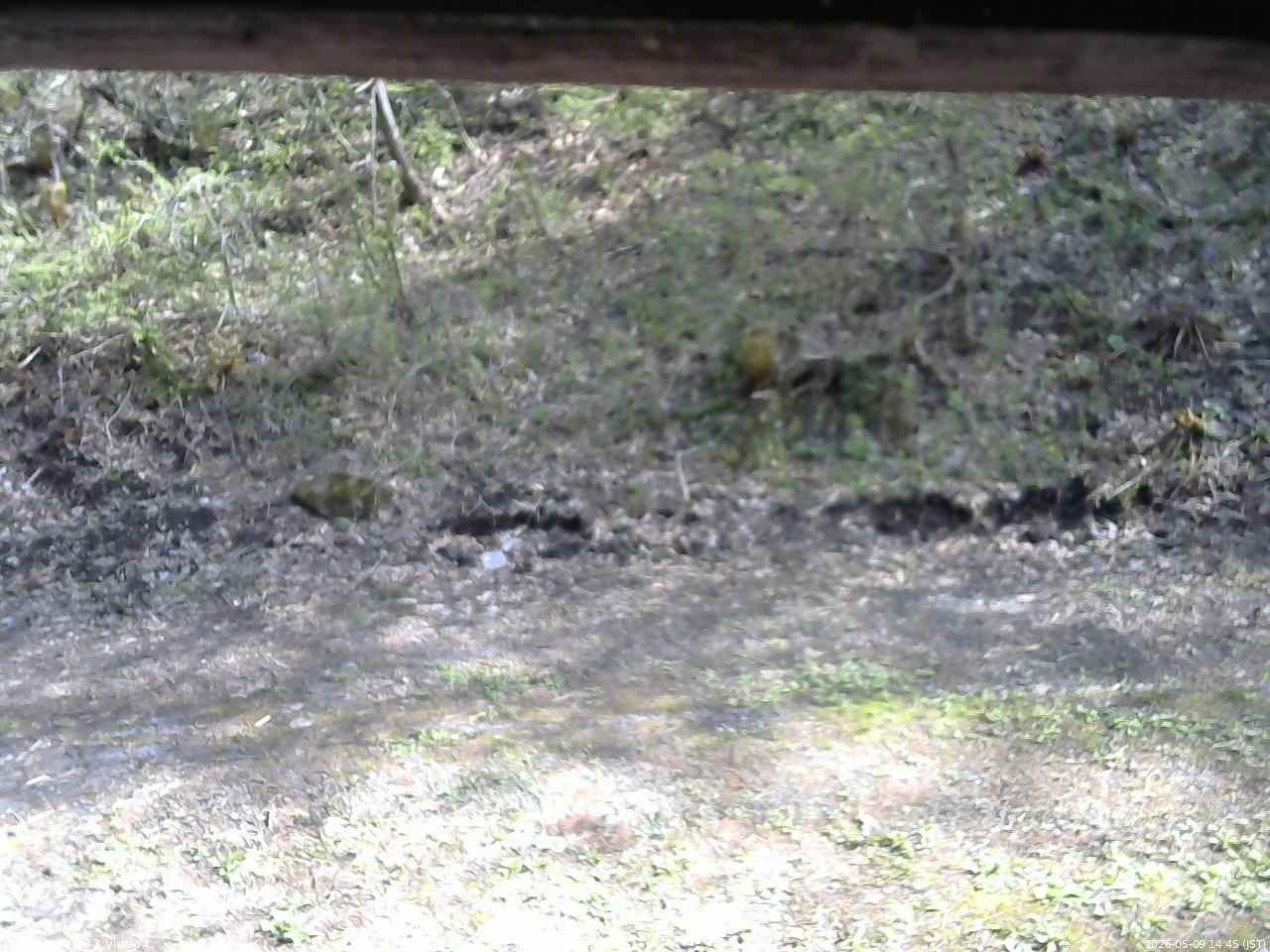 長野県菅平高原 ゆたか山荘 東側(坂下) 2026/05/09 14:45