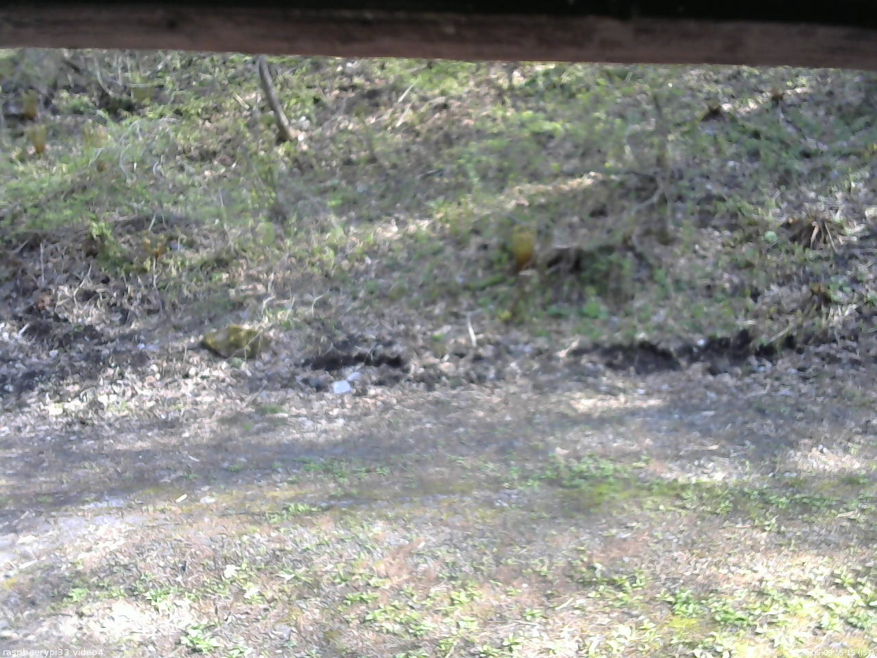 長野県菅平高原 ゆたか山荘 東側(坂下) 2026/05/09 15:15