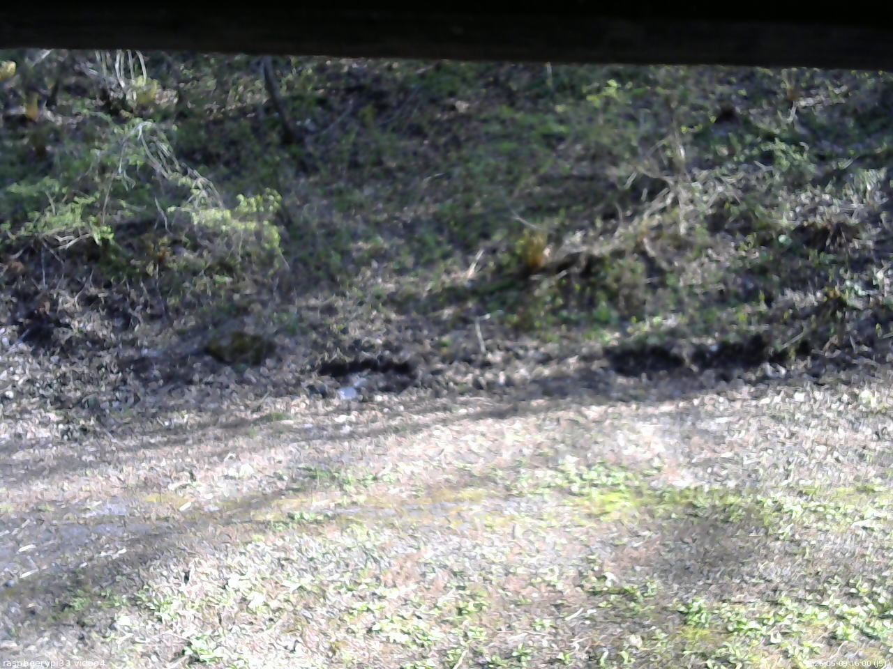 長野県菅平高原 ゆたか山荘 東側(坂下) 2026/05/09 16:00