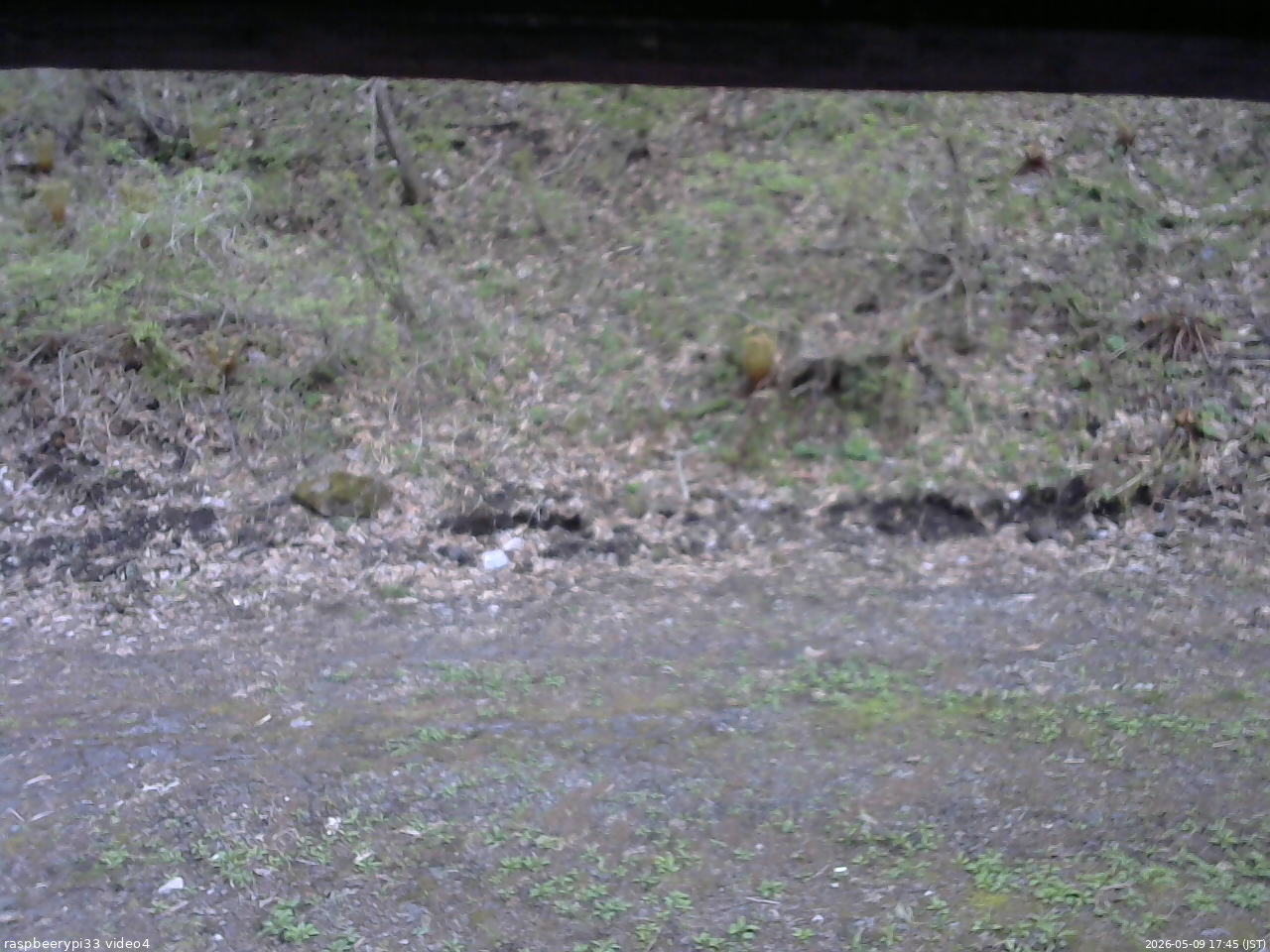 長野県菅平高原 ゆたか山荘 東側(坂下) 2026/05/09 17:45