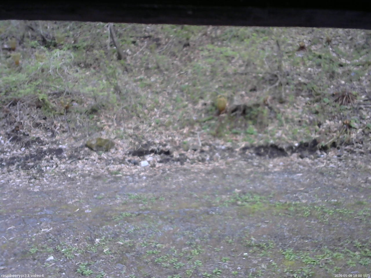 長野県菅平高原 ゆたか山荘 東側(坂下) 2026/05/09 18:00