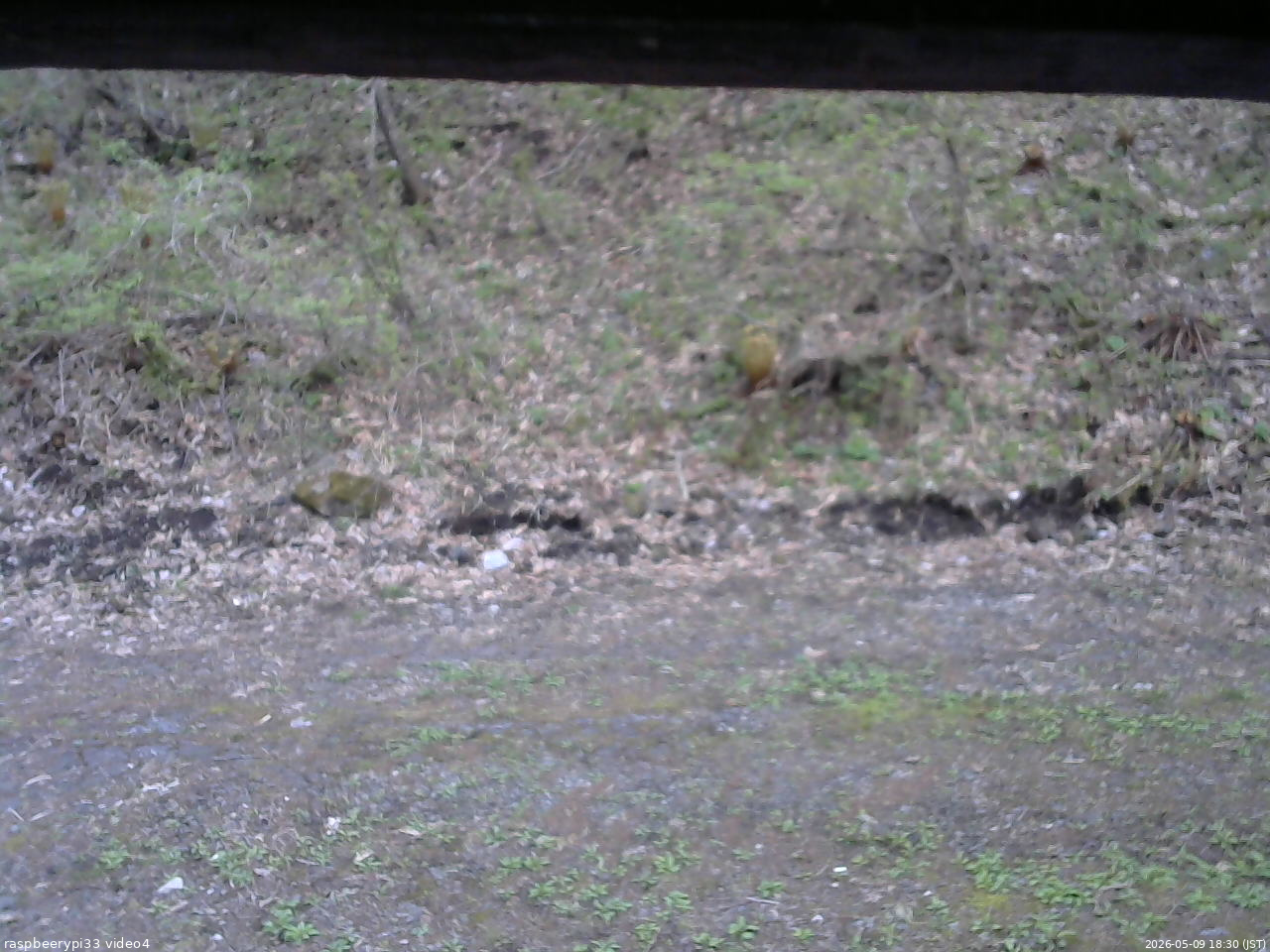 長野県菅平高原 ゆたか山荘 東側(坂下) 2026/05/09 18:30