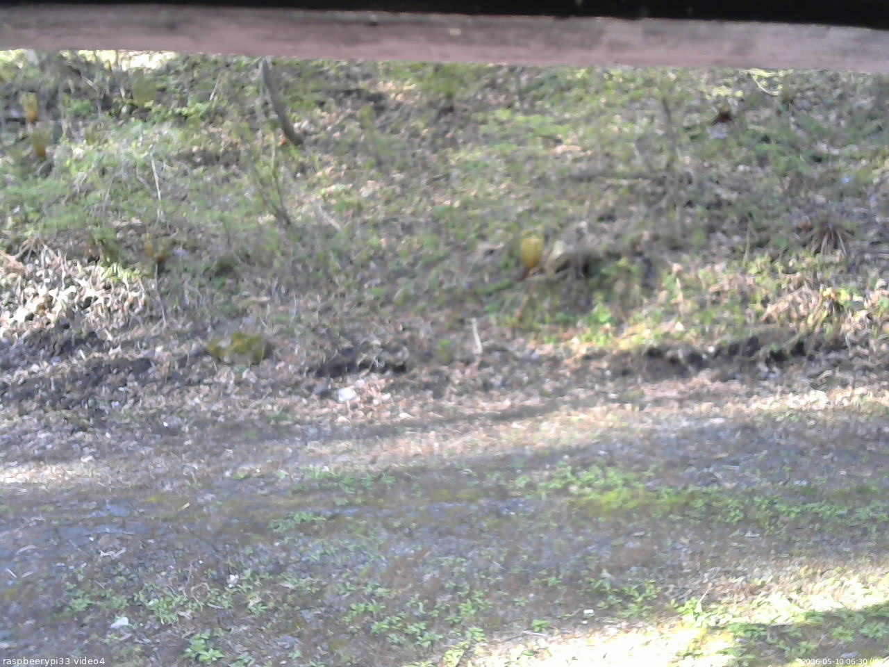 長野県菅平高原 ゆたか山荘 東側(坂下) 2026/05/10 06:30