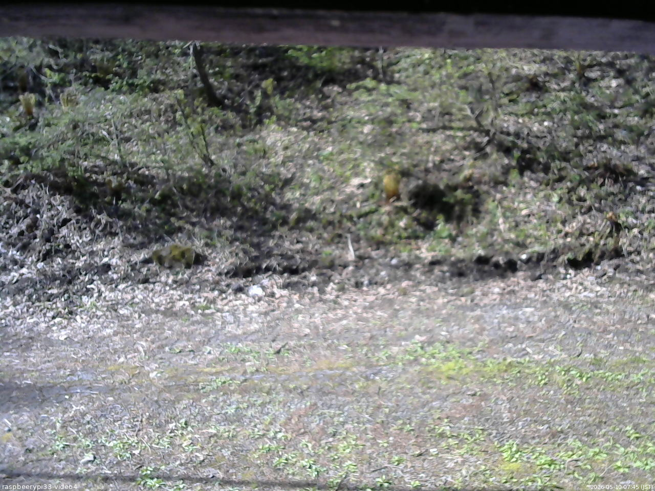 長野県菅平高原 ゆたか山荘 東側(坂下) 2026/05/10 07:45
