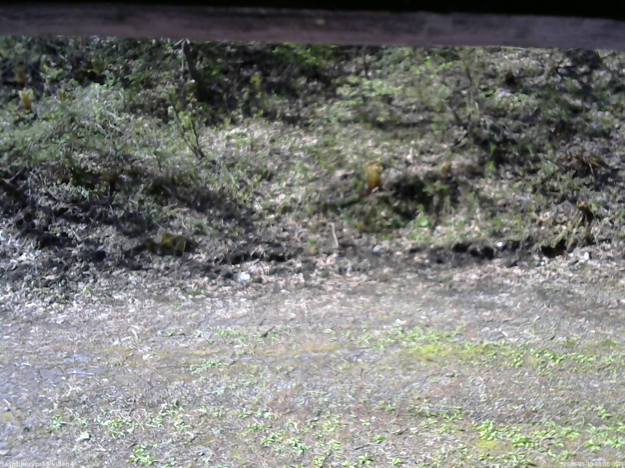 長野県菅平高原 ゆたか山荘 東側(坂下) 2026/05/10 08:00
