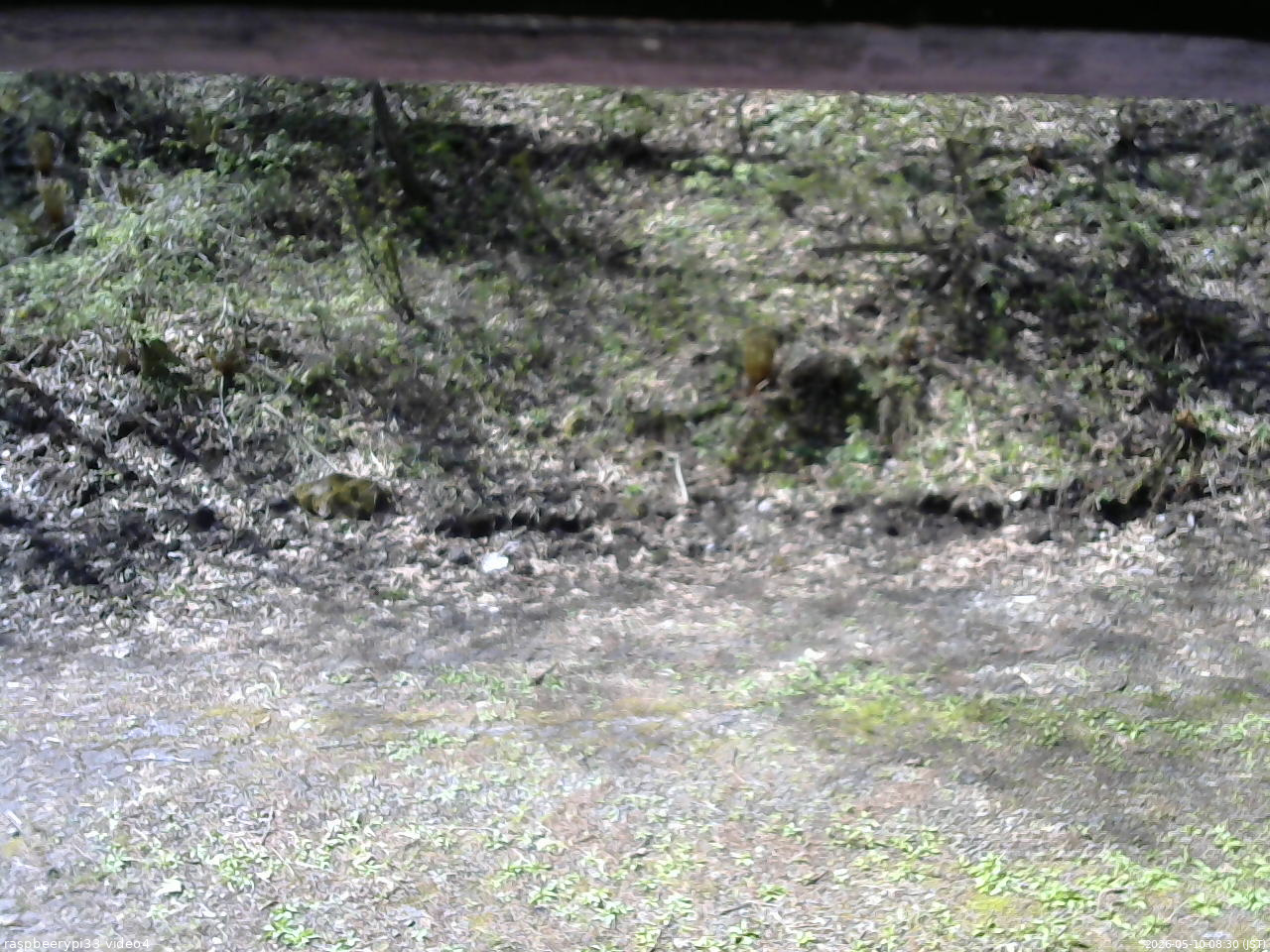 長野県菅平高原 ゆたか山荘 東側(坂下) 2026/05/10 08:30