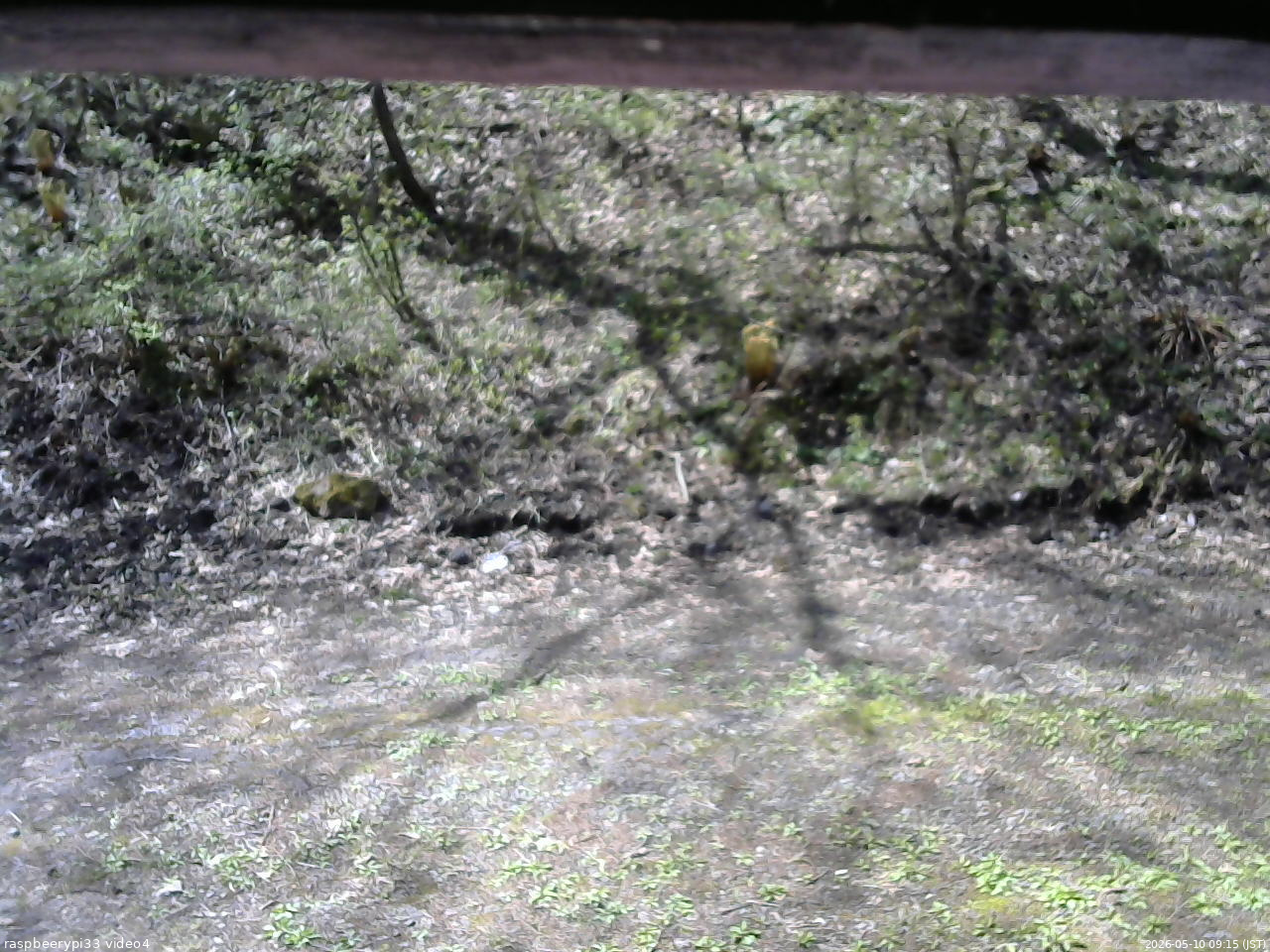 長野県菅平高原 ゆたか山荘 東側(坂下) 2026/05/10 09:15