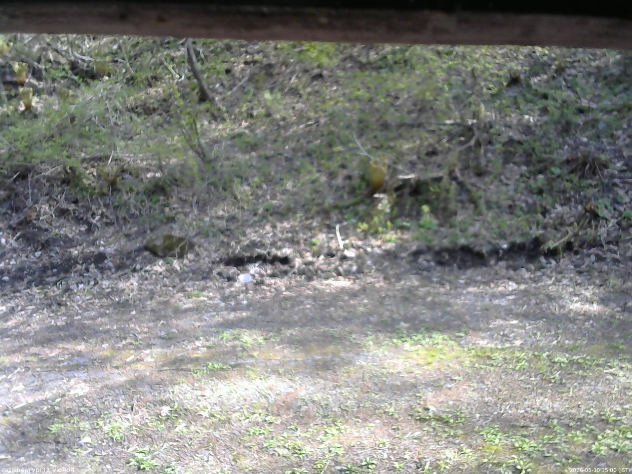 長野県菅平高原 ゆたか山荘 東側(坂下) 2026/05/10 15:00