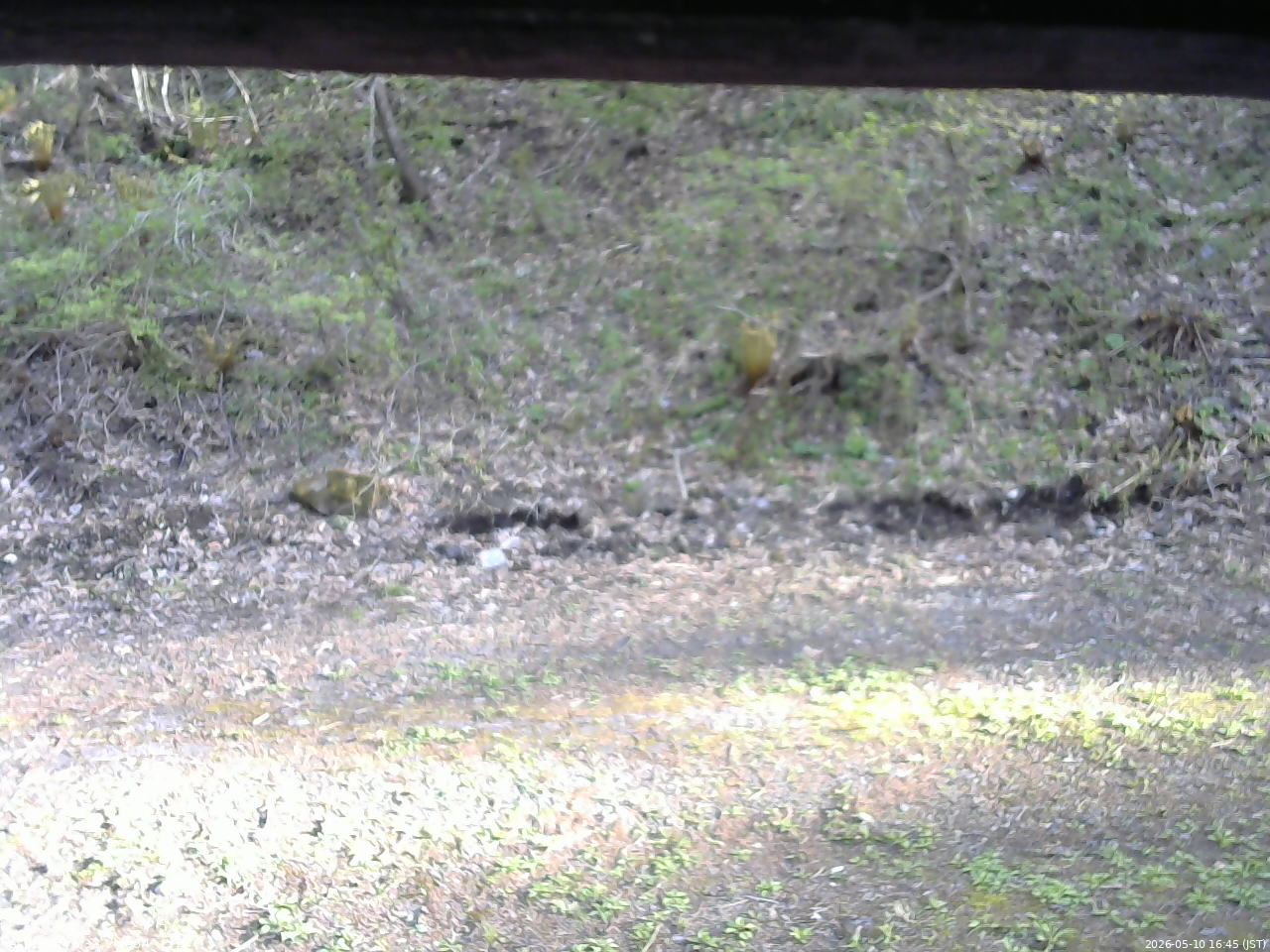 長野県菅平高原 ゆたか山荘 東側(坂下) 2026/05/10 16:45