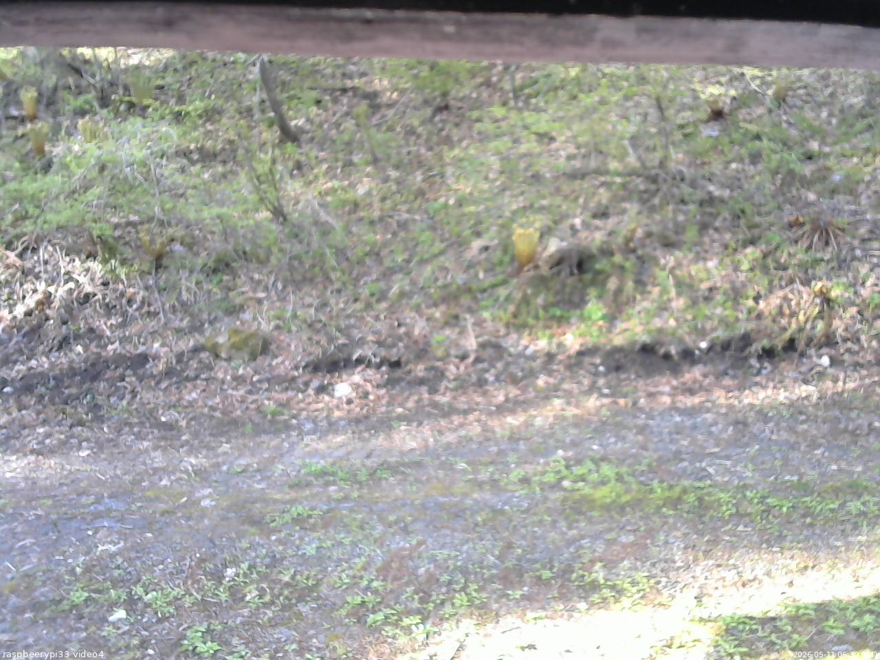 長野県菅平高原 ゆたか山荘 東側(坂下) 2026/05/11 06:30