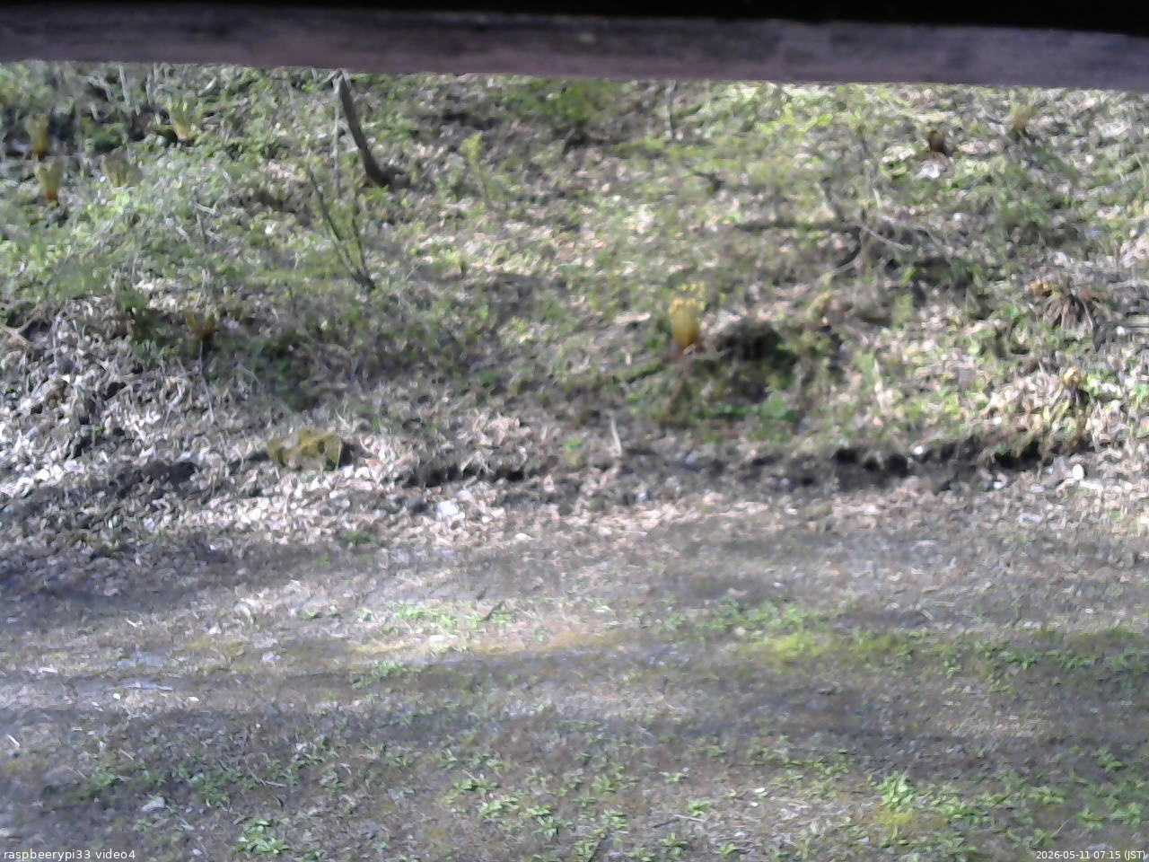 長野県菅平高原 ゆたか山荘 東側(坂下) 2026/05/11 07:15
