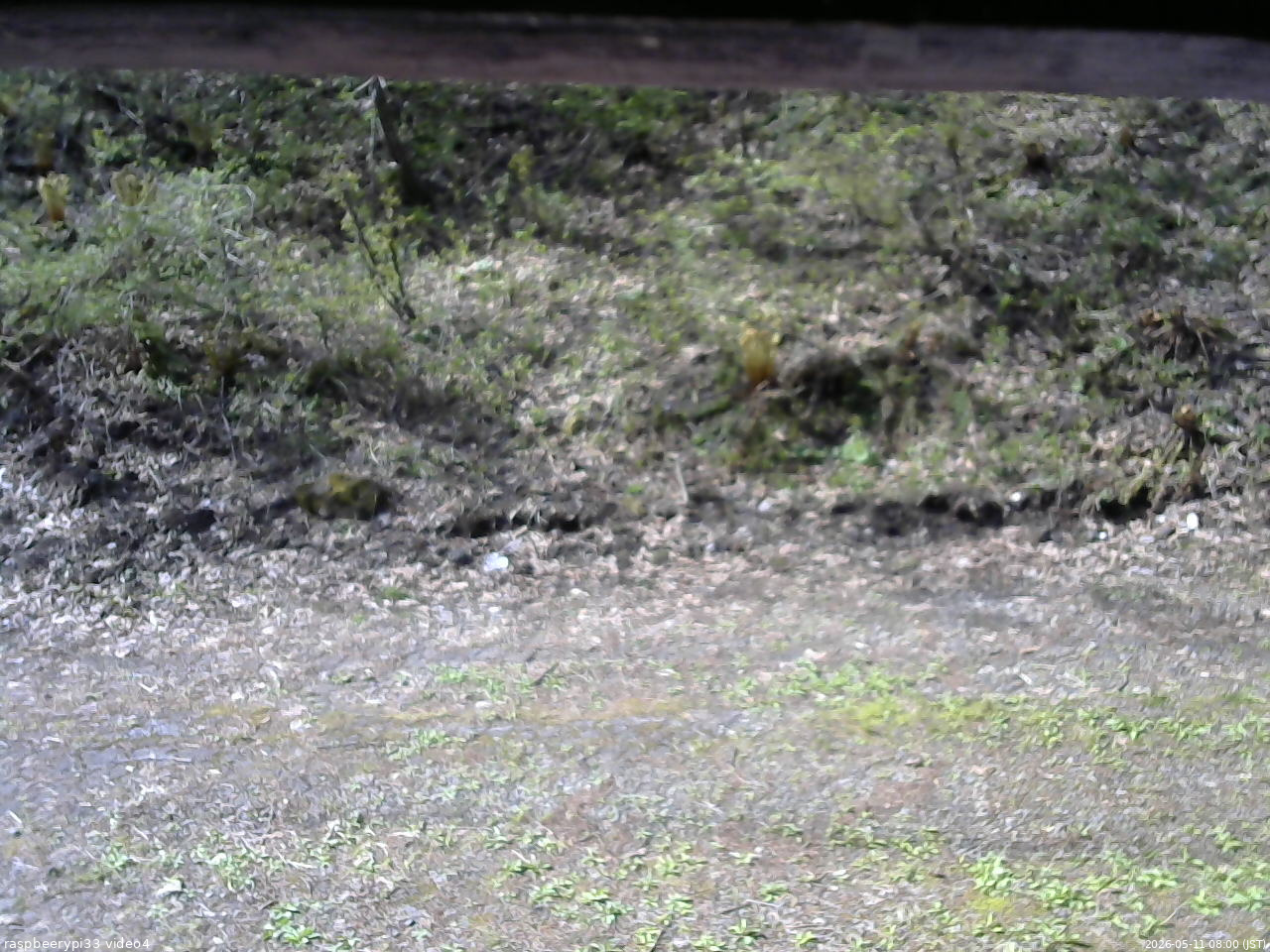 長野県菅平高原 ゆたか山荘 東側(坂下) 2026/05/11 08:00