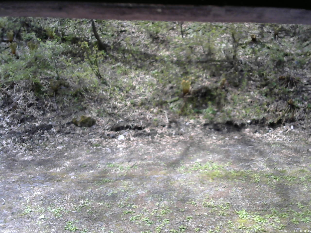 長野県菅平高原 ゆたか山荘 東側(坂下) 2026/05/11 09:00