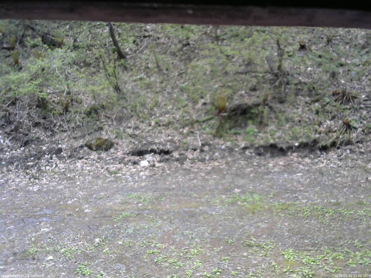 長野県菅平高原 ゆたか山荘 東側(坂下) 2026/05/11 11:00