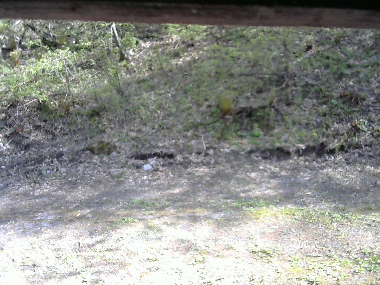 長野県菅平高原 ゆたか山荘 東側(坂下) 2026/05/11 14:45