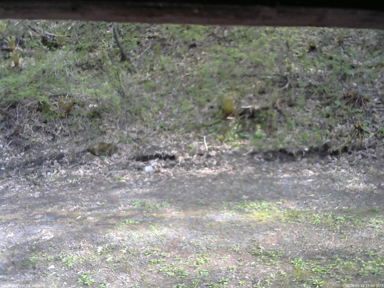 長野県菅平高原 ゆたか山荘 東側(坂下) 2026/05/11 15:00