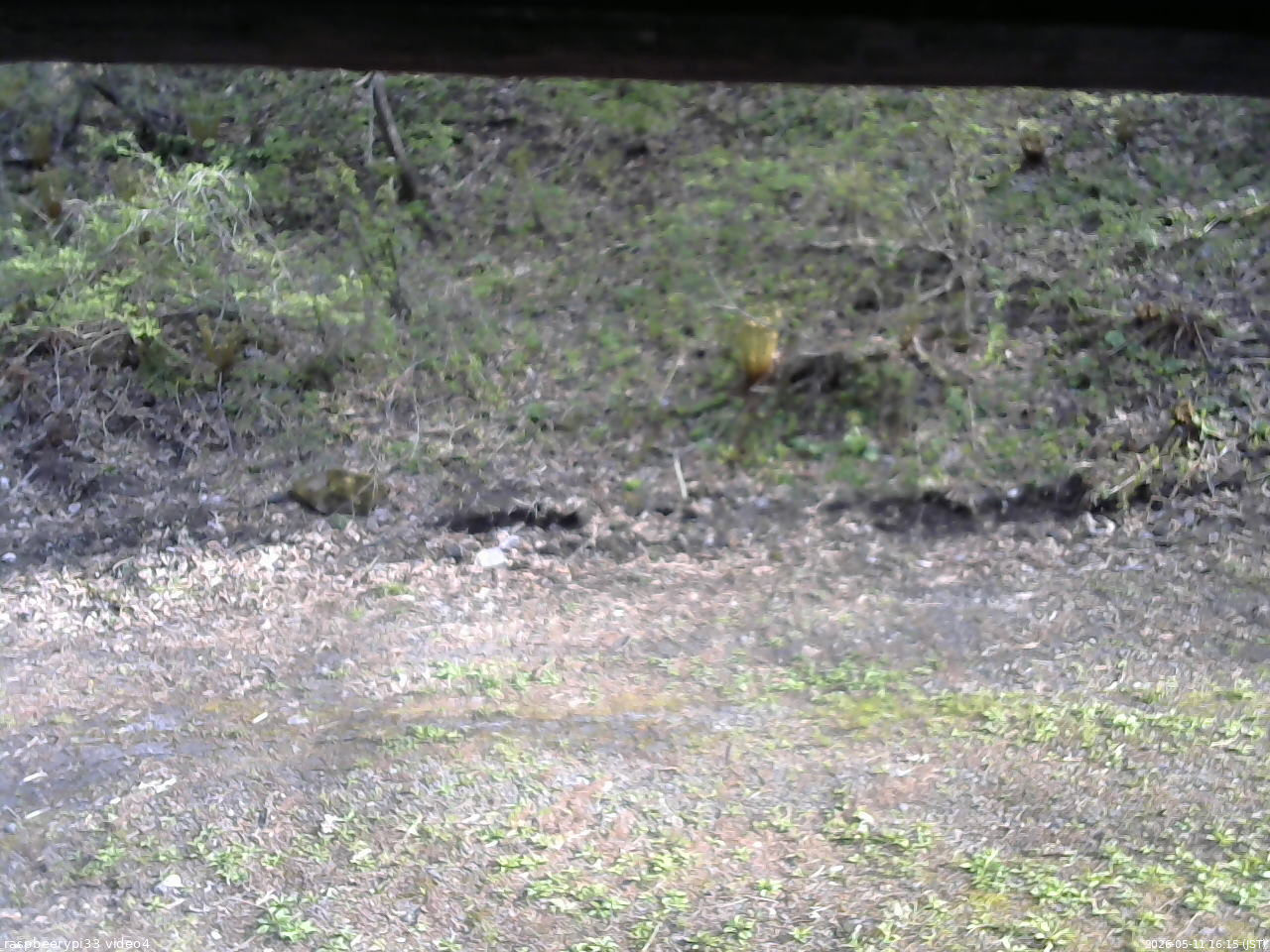 長野県菅平高原 ゆたか山荘 東側(坂下) 2026/05/11 16:15