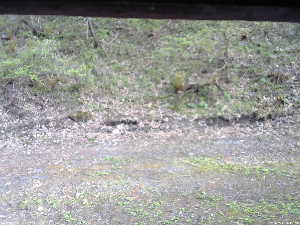 長野県菅平高原 ゆたか山荘 東側(坂下) 2026/05/11 16:45