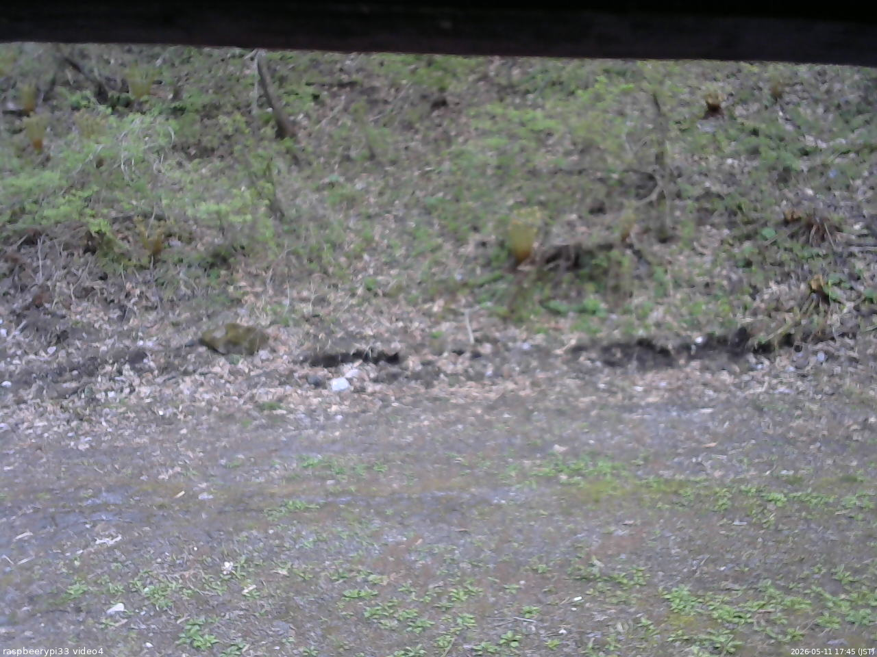 長野県菅平高原 ゆたか山荘 東側(坂下) 2026/05/11 17:45