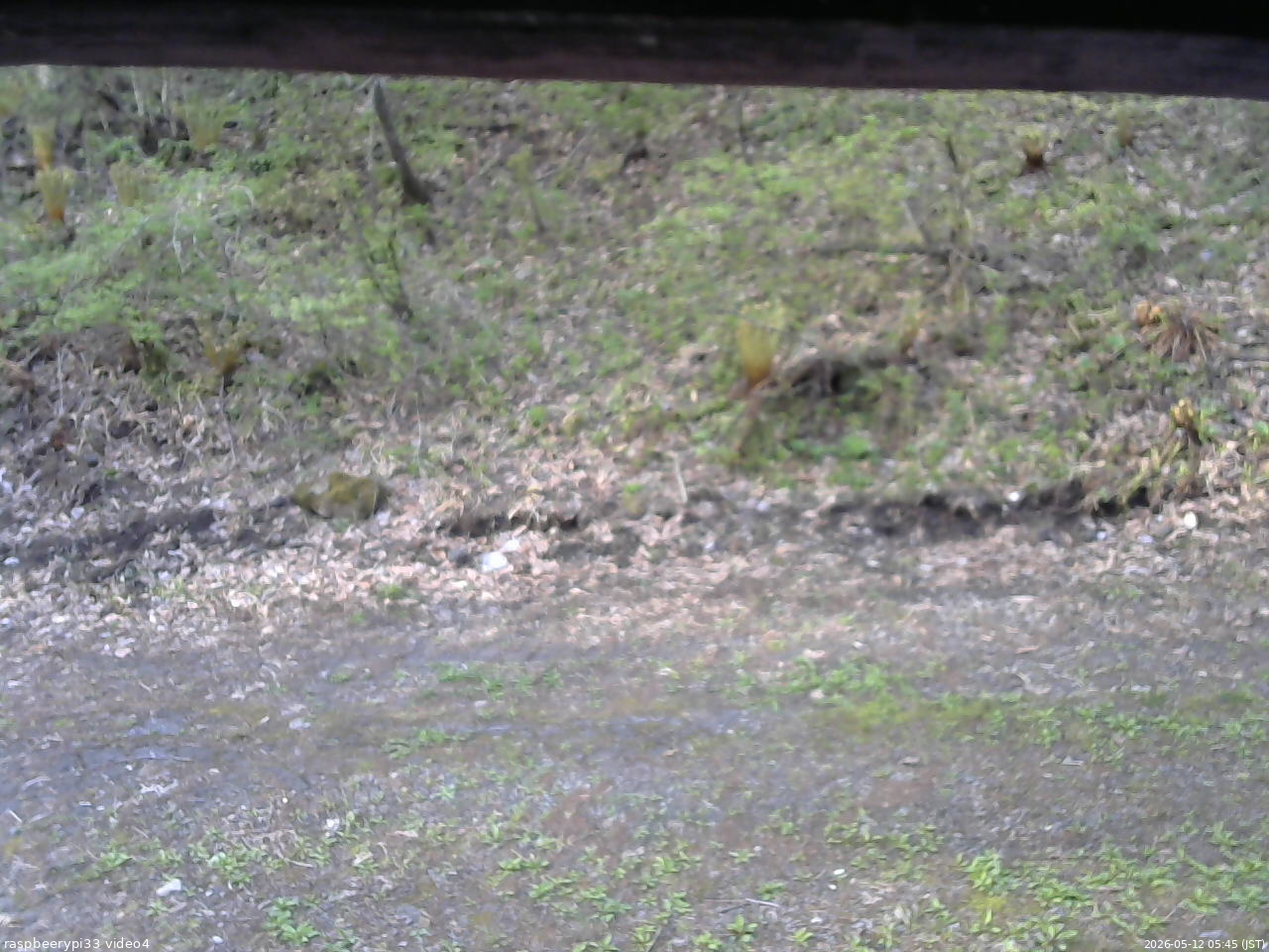 長野県菅平高原 ゆたか山荘 東側(坂下) 2026/05/12 05:45