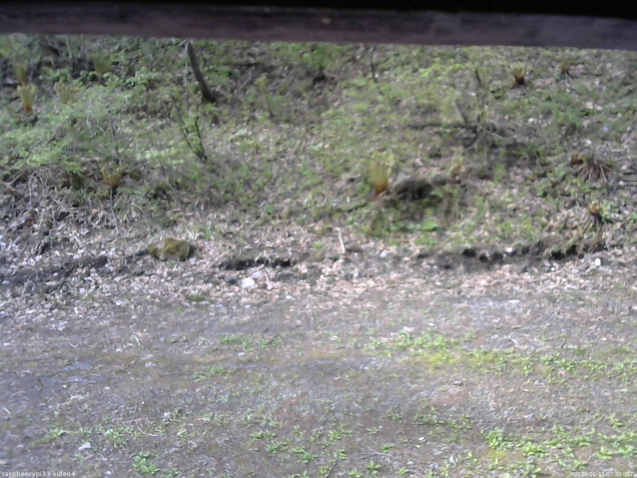 長野県菅平高原 ゆたか山荘 東側(坂下) 2026/05/12 07:30