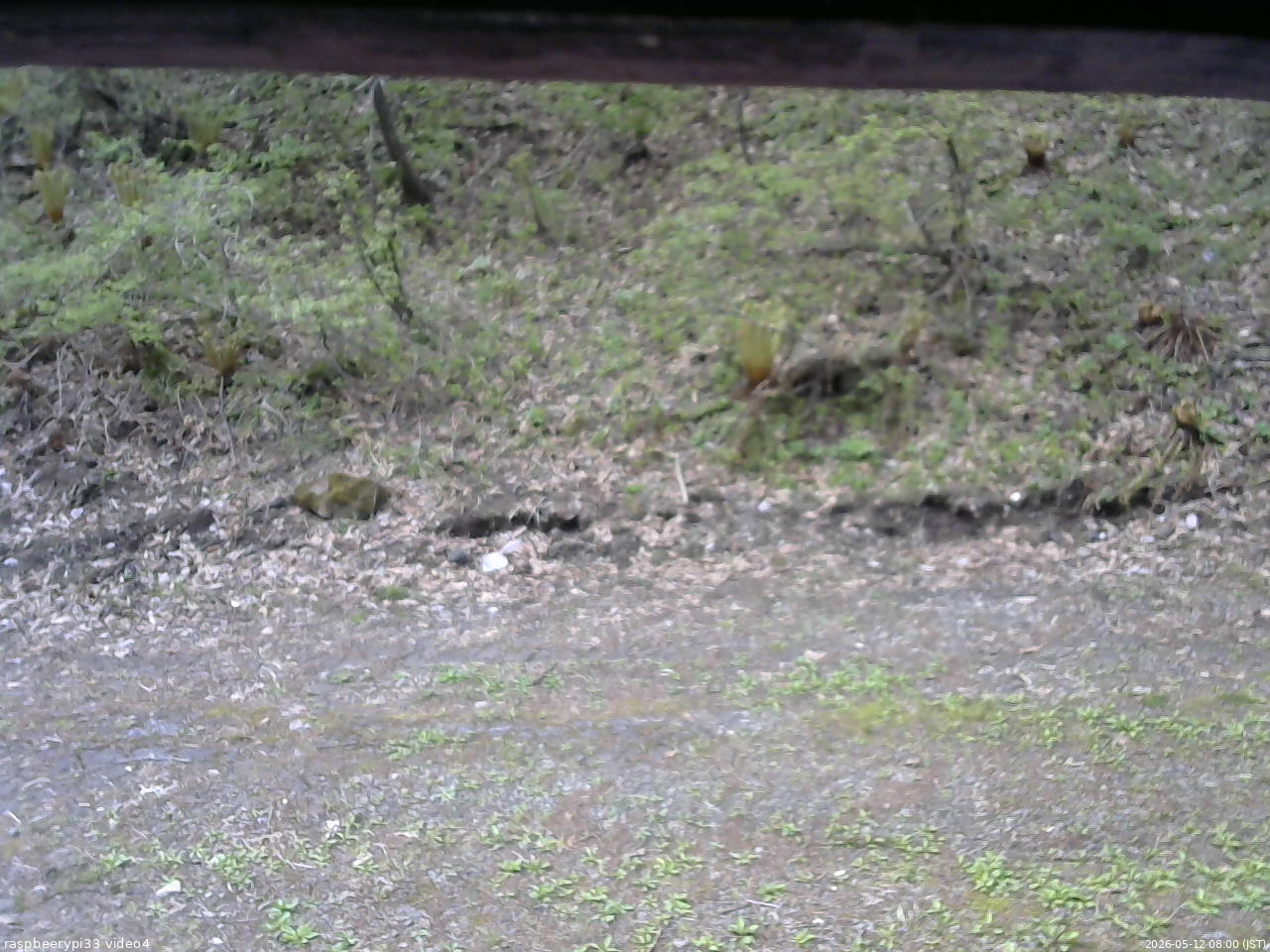 長野県菅平高原 ゆたか山荘 東側(坂下) 2026/05/12 08:00