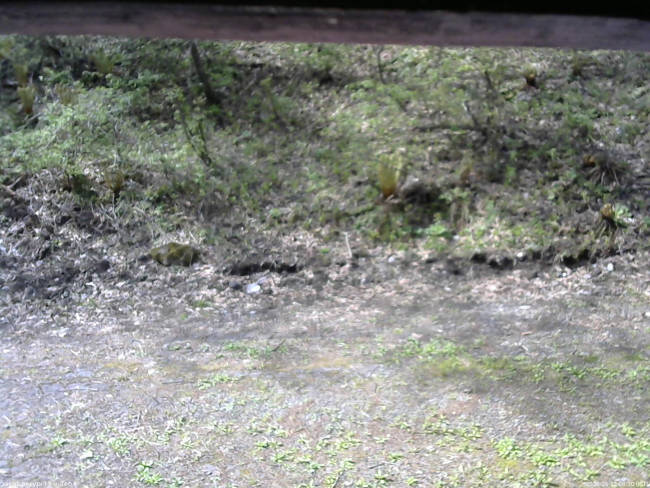 長野県菅平高原 ゆたか山荘 東側(坂下) 2026/05/12 08:30