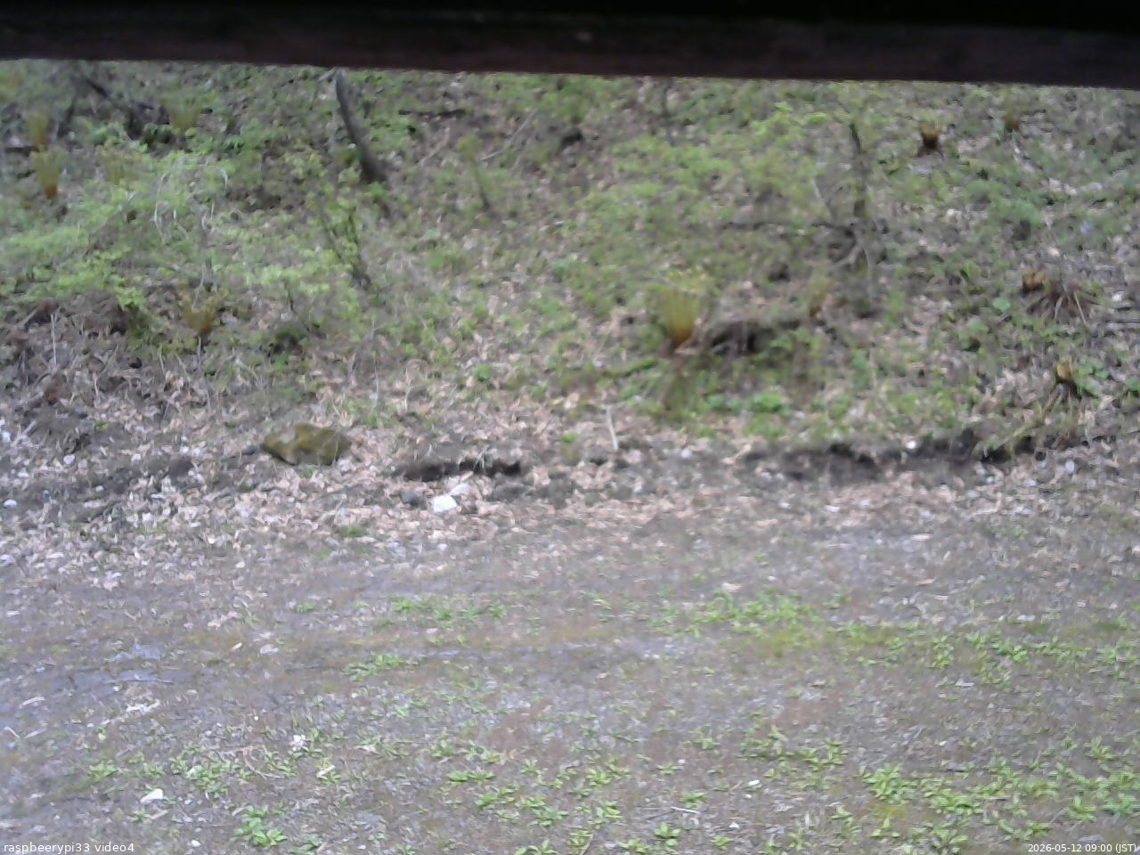 長野県菅平高原 ゆたか山荘 東側(坂下) 2026/05/12 09:00