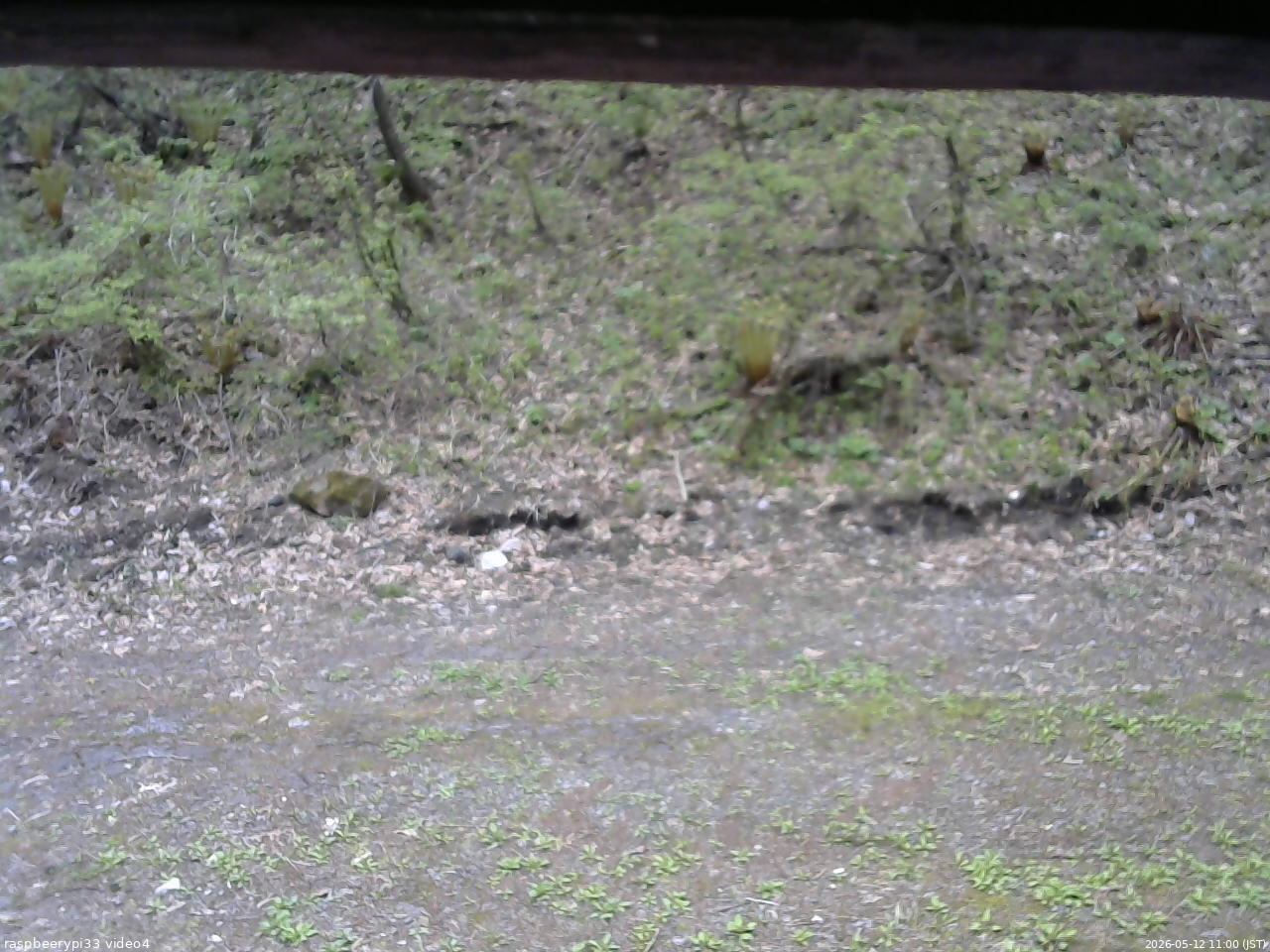 長野県菅平高原 ゆたか山荘 東側(坂下) 2026/05/12 11:00
