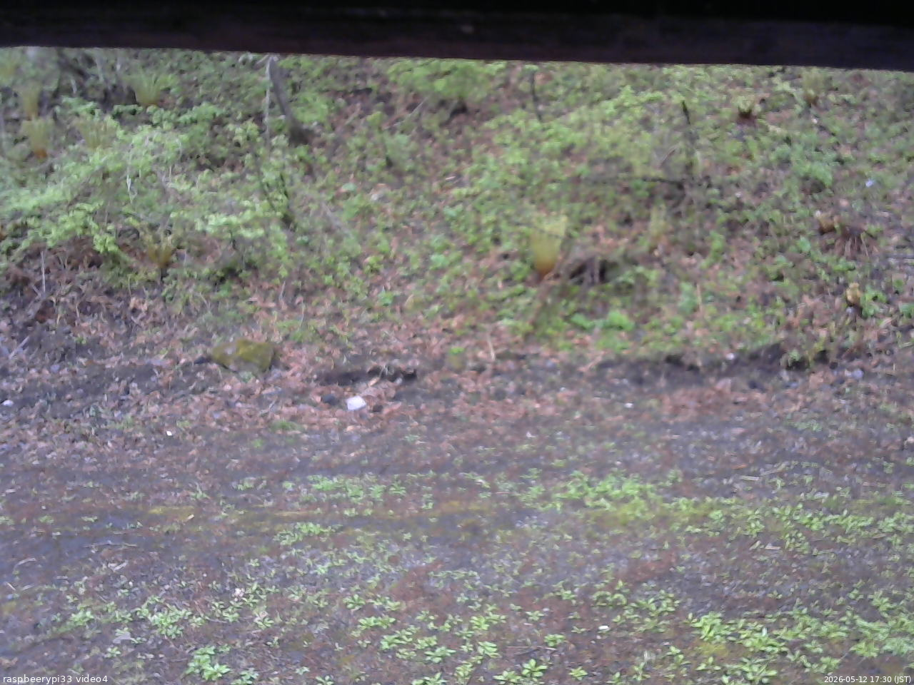 長野県菅平高原 ゆたか山荘 東側(坂下) 2026/05/12 17:30