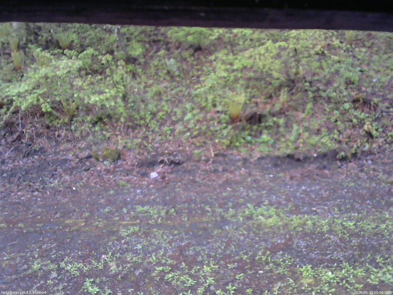 長野県菅平高原 ゆたか山荘 東側(坂下) 2026/05/13 05:00