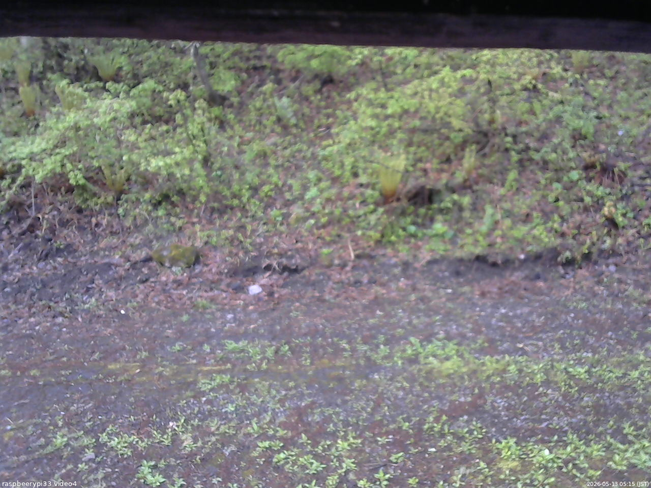 長野県菅平高原 ゆたか山荘 東側(坂下) 2026/05/13 05:15