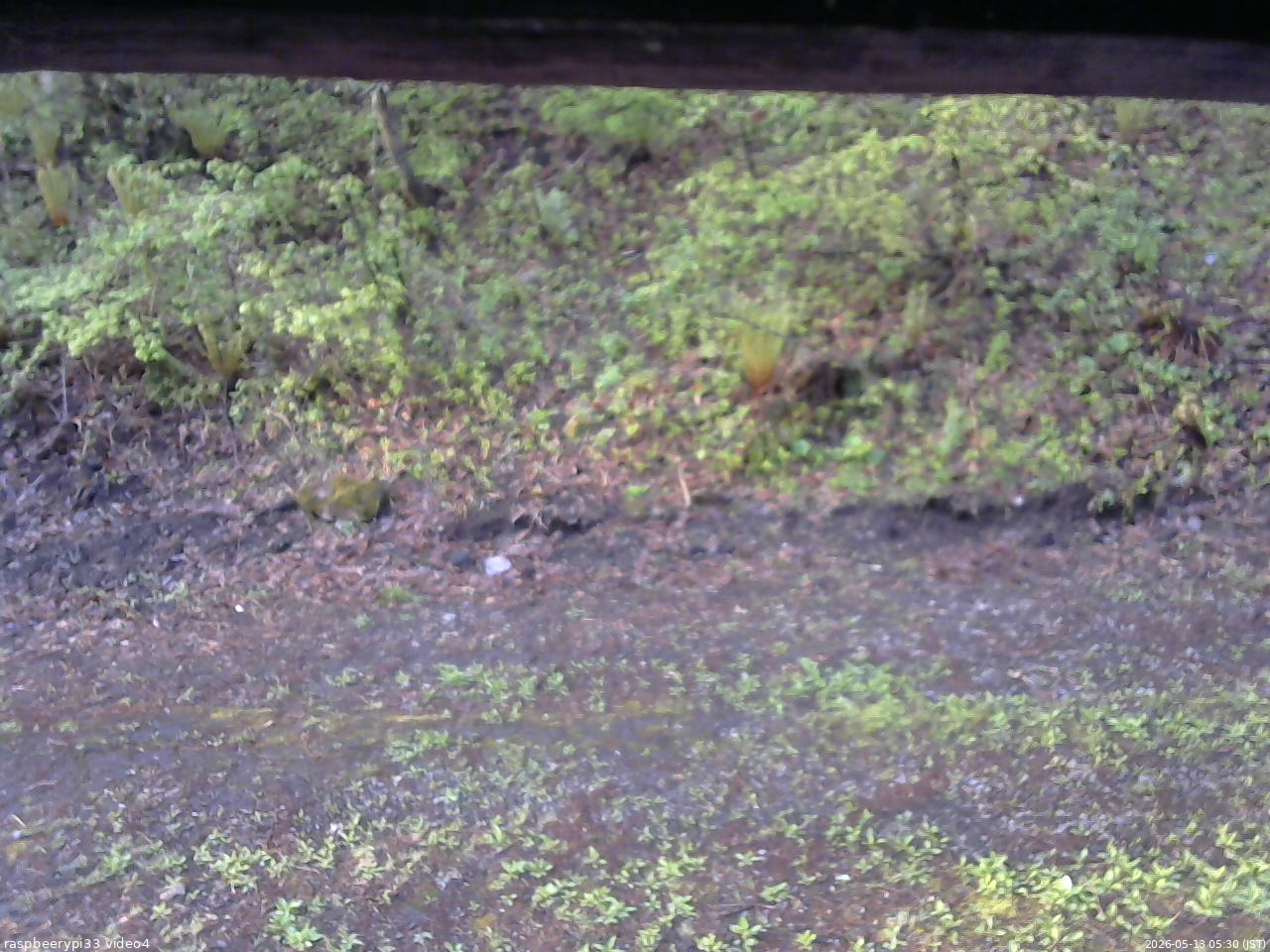長野県菅平高原 ゆたか山荘 東側(坂下) 2026/05/13 05:30